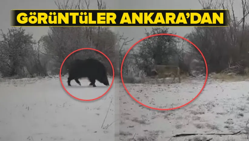 Görüntüler Ankara’dan! Karlı havada belgeselleri aratmayan anlar