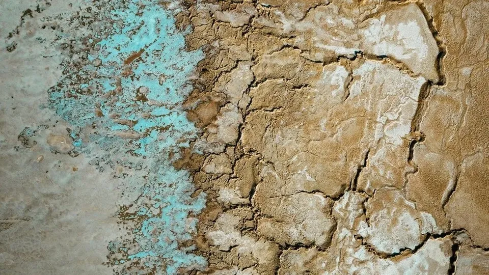 Bilim insanları korkunç tabloyu gözler önüne serdi! 2030'a kadar vahşi yaşamın yarısı yok olabilir