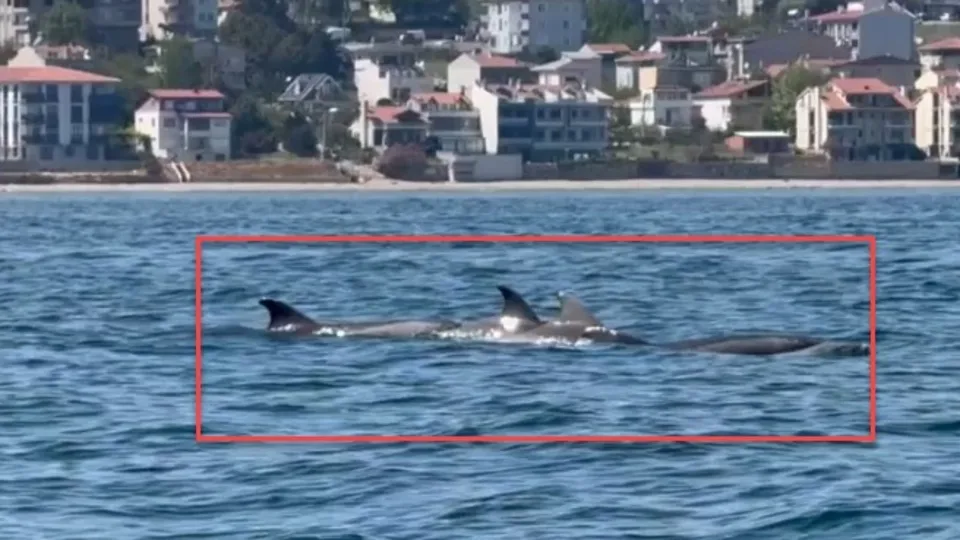 Görüntüler Tekirdağ’dan! Yunuslar kamerada