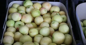 Bayramiç beyazının hasadı başladı