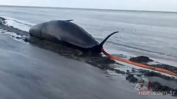 Karaya vuran balinanın karnından öyle bir şey çıktı ki... Akılalmaz olay 2