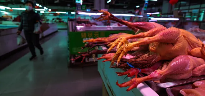 Japonya’da kuş gribi alarmı: On binlerce kümes hayvanı itlaf edilecek