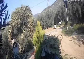 Erdek'te yola çıkan at kazaya sebep oldu