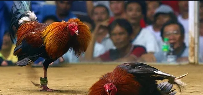 40 bin TL’lik dövüş horozunu böyle çaldılar