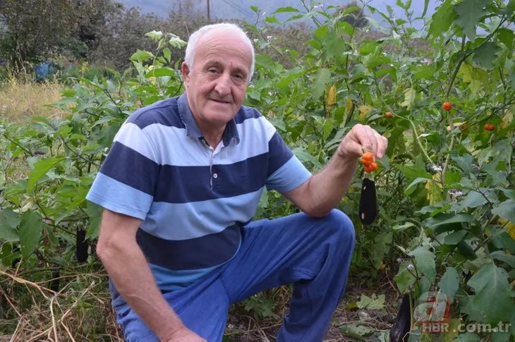Patlıcan tohumu ekti sebzeler büyüyünce hayatının şokunu yaşadı! İlk defa böylesini gördü
