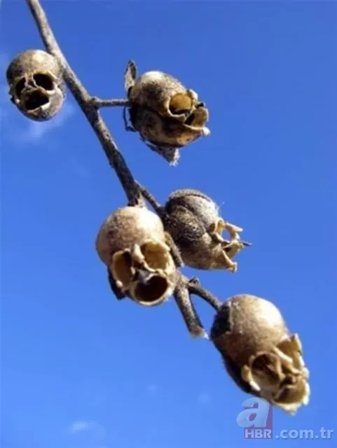 Patlıcan tohumu ekti hayatının şokunu yaşadı! Görenlerin ağzı açık kaldı... 18