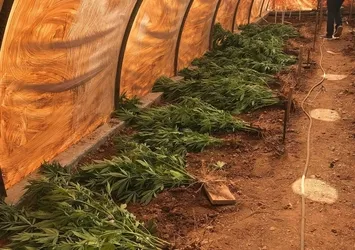 Serada 201 kök kenevir yetiştirmiş! Tutuklandı