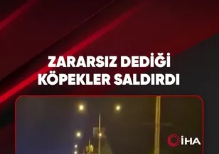 ‼️ ZARARSIZ DEDİĞİ KÖPEKLER SALDIRDI