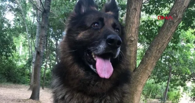 İstanbul’da eşini ısıran köpeği silahla öldürdü! O anlar kamerada - 2