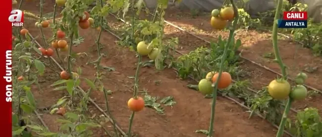 Tarladan sofraya fiyat farkı! Hale yapılan yolculukta fiyatlar nasıl değişti?