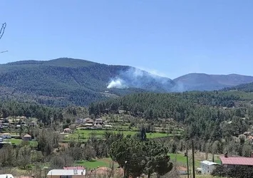 Muğla'da orman yangını!
