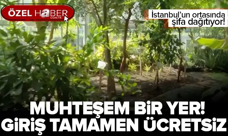 İstanbul’da bir botanik merkezi! Şifa kaynağı yüzlerce bitki bu bahçede
