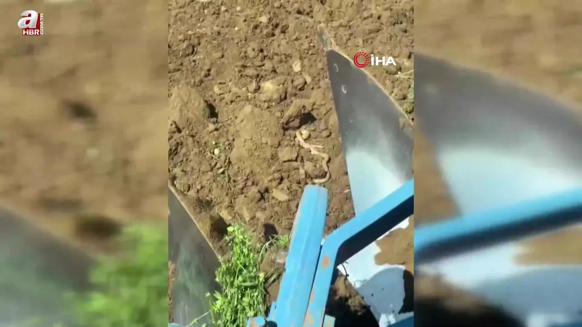 Elazığ’da havaları ısındı! Yılanlar ortaya çıktı