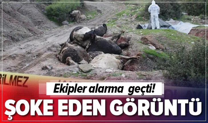 Osmaniye’de yol kenarında Konya’dan çalınan ve telef olan büyükbaş hayvanlar bulundu