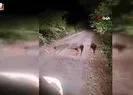 Sinop’ta domuzlar evlerin önüne kadar geldi