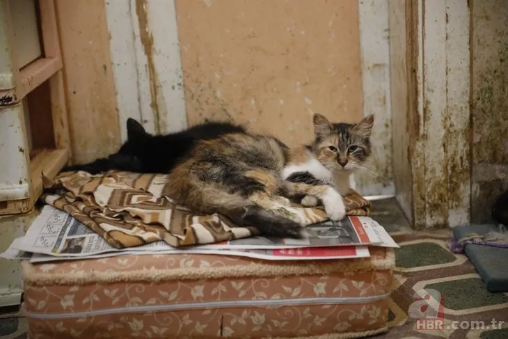 Büyükada’da korkutan iddia! “FIP salgının sebebiyle 700 kedi öldü”