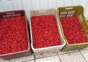 Erzincan’da sonbahar bereketi: Kızılcıklar Tezgahlarda!
