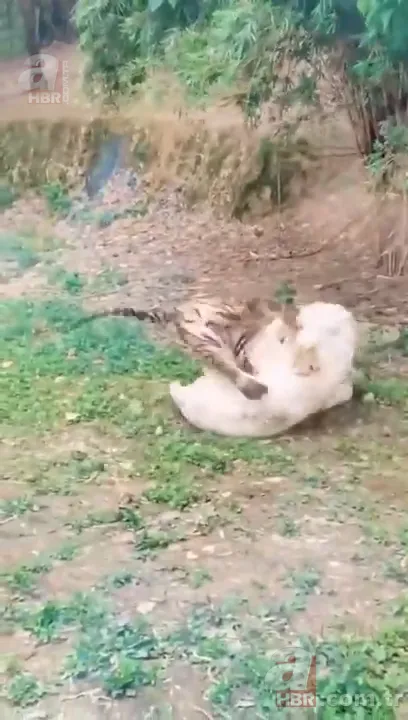 Beyaz aslan ve kaplanın karşılaşması nefesleri kesti! (Aslan Kaplan kavgası) 9