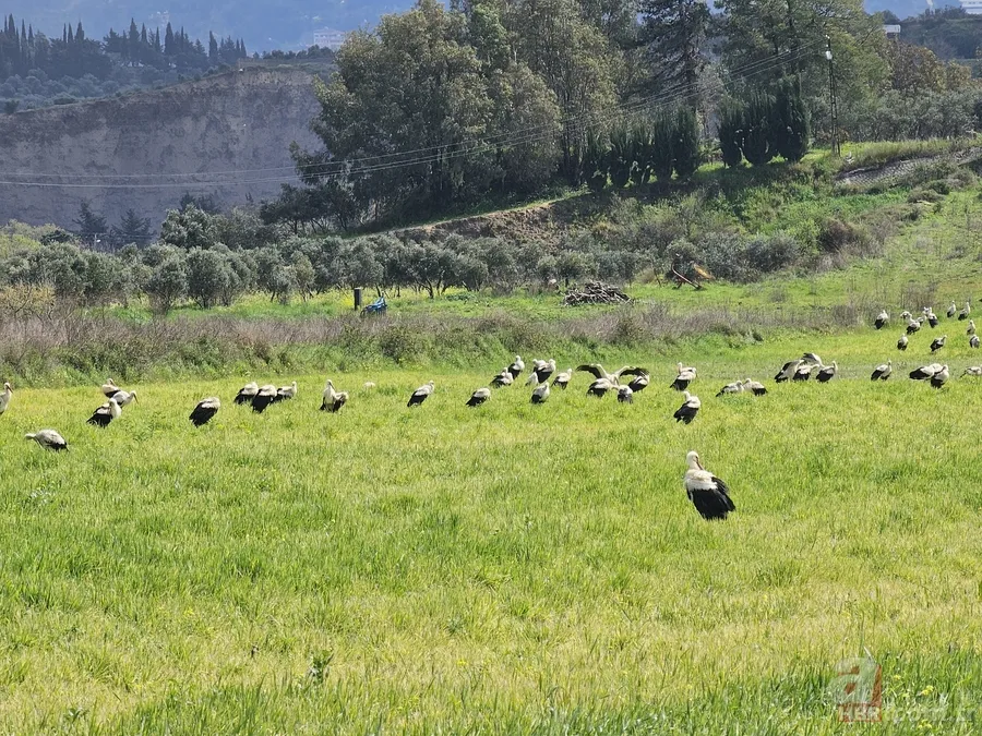 Göç yolculuğuna çıkan leylekler görsel şölen yaşattı 5