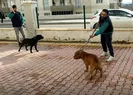 Pitbull vahşetinde yeni gelişme!