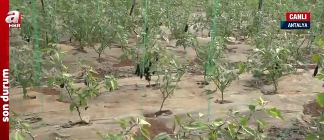 Tarladan sofraya fiyat farkı! Hale yapılan yolculukta fiyatlar nasıl değişti?