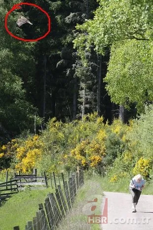 Eve giren firari vahşi hindi ortalığı birbirine kattı! ABD polisinden "özel hindi operasyonu" 21