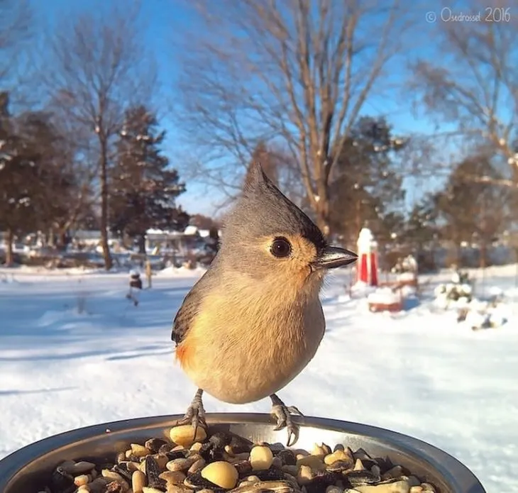 Bahçesindeki kamera sayesinde hiç görmediği kuşlarla karşılaştı