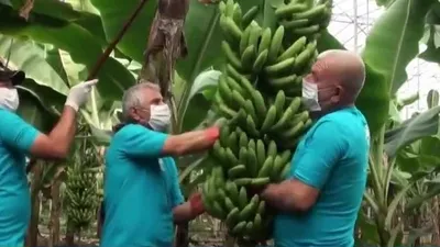 Yerli muzda ’ithal’ oyunu