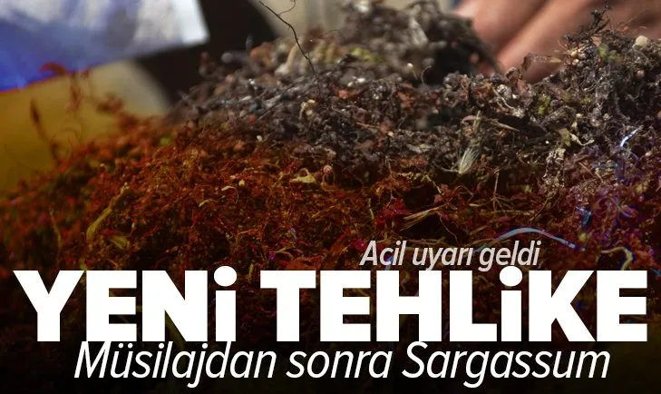 Son dakika: Marmara'daki deniz salyasından sonra kıyılarımızdaki yeni tehlike: İzmir'de Sargassum istilası