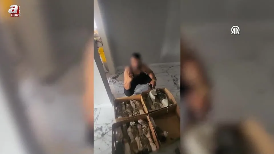 Avlanması yasak kuşları yurt dışına sattığı iddia edilen zanlı Silivri’de yakalandı