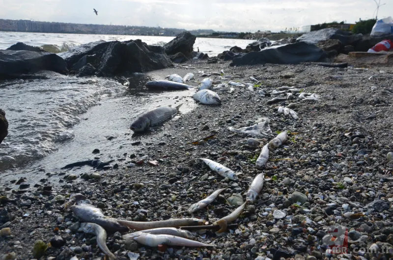 Küçükçekmece Gölü’nde büyük dram! CHP'li İBB kılını bile kıpırdatmıyor! Balıklardan sonra şimdi de martı ölümleri başladı 7