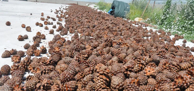 Toplamak için ölüme meydan okuyorlar! Kilosu altınla yarışıyor...