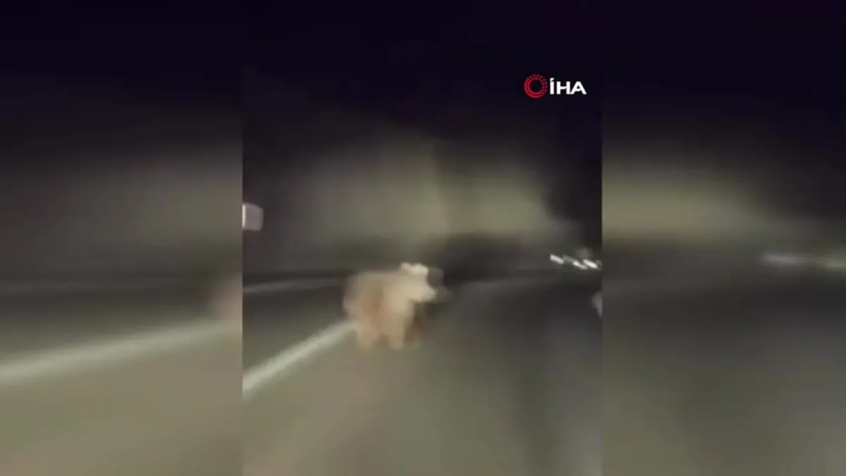 Bursa'da yola çıkan ayı kamerada