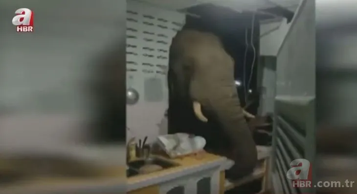 Acıkan fil parktan kaçıp mutfağın duvarını yıktı! Ev sahipleri şoke oldu