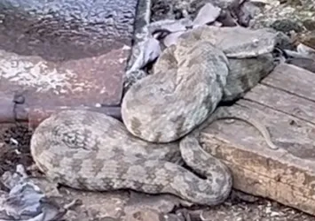 En zehirli yılan türlerinden! Su pompası yanında görüldü