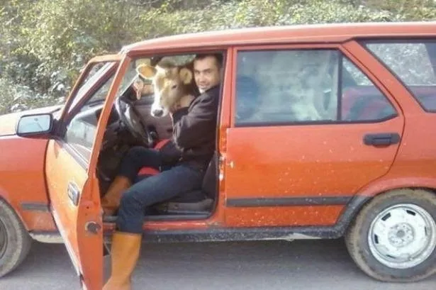 Türk kovboy sosyal medyayı salladı! Kaçan kurbanlık keçiyi kementle yakalamaya çalıştı