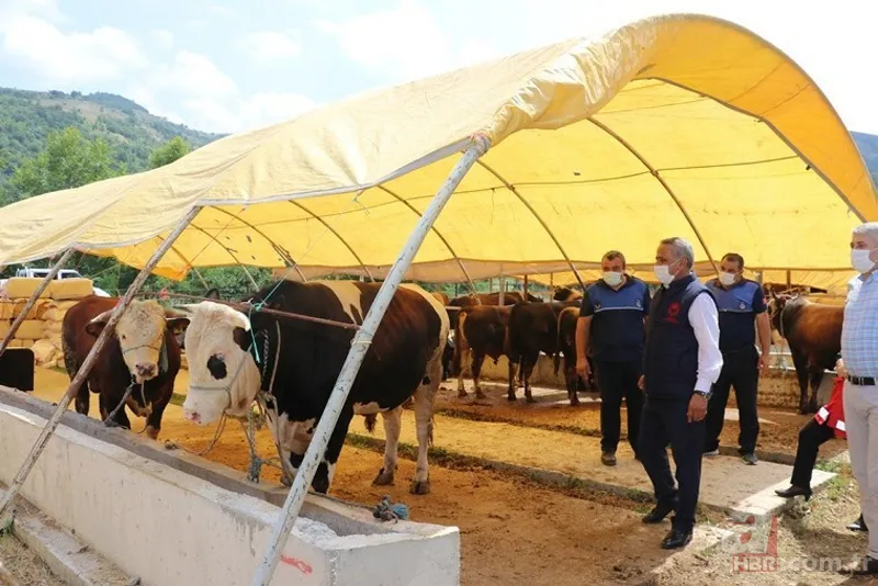 Kurbanlık fiyatları netleşti! Kurbanlık fiyatları son dakika il il açıklandı: 2022 koyun, keçi, dana fiyatları ne kadar, kaç TL oldu? 2