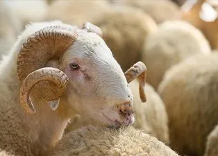 Kurban kesmeden önce abdest almak şart mı? Abdestsiz kurban kesilir mi? Diyanet açıkladı