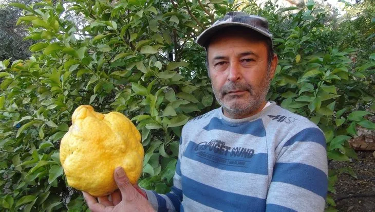 Bu limon diğerlerinden çok farklı! Bahçe sahibi 1000 lira istiyor! Akılalmaz olay
