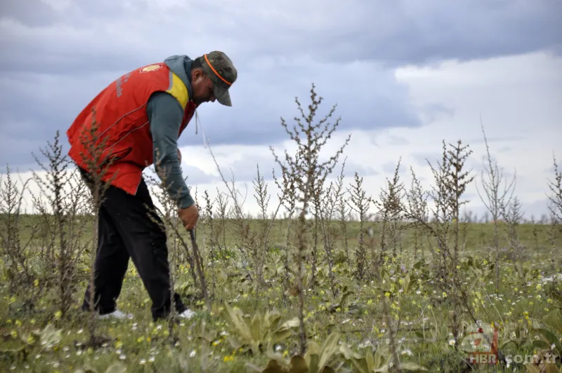 Karaman’da vatandaşlar kilosu 200 lirayı bulan domalan mantarını karış karış arıyor! 6