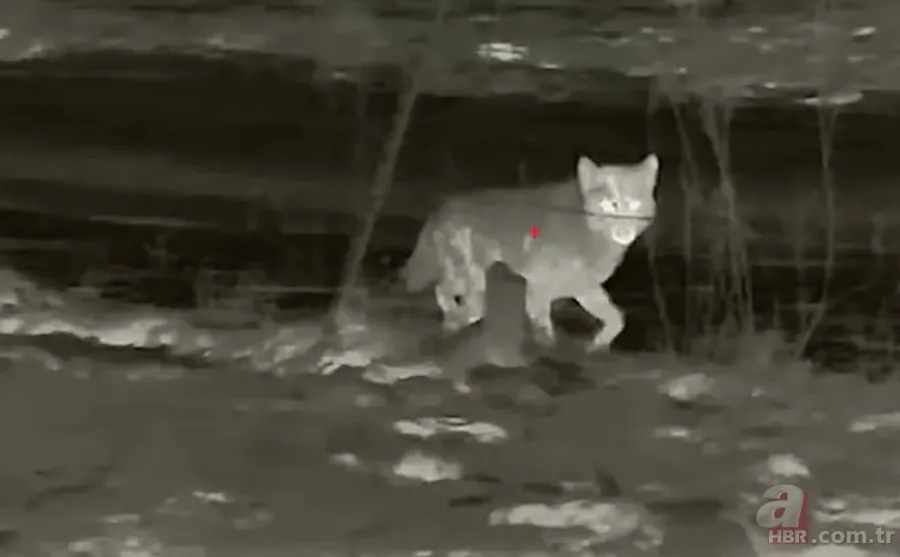 Kurtlar inek çiftliğini bastı! Sığırlarını kaybeden sahibi çözümü katliamda buldu | Bu görüntüler dehşete düşürdü 12