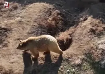 Ayılar kış uykusuna yatmadı