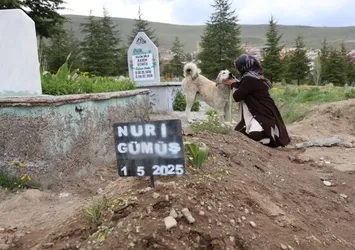 Ölen sahibinin mezarından ayrılmıyor! Görenleri duygulandırdı