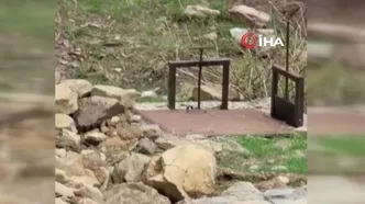 Uzun süre sonra ilk kez görüldü! Doğada gezen vatandaş fark etti