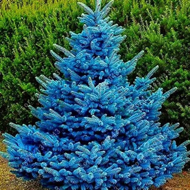 2024 TYT Ladin nerede yetişir sorusunun cevabı ne? 2024 YKS ilk oturumu olan Temel Yeterlilik Testi soru cevapları