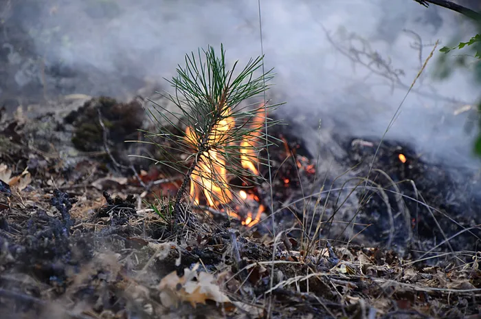 bakan-yerlikaya-duyurdu-orman-yanginlariyla-ilgili-4-supheli-tutuklandi-1753248046378.jpeg Orman yangınından görüntü