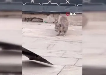 Kedilerin fare ile oyunu kameraya yansıdı