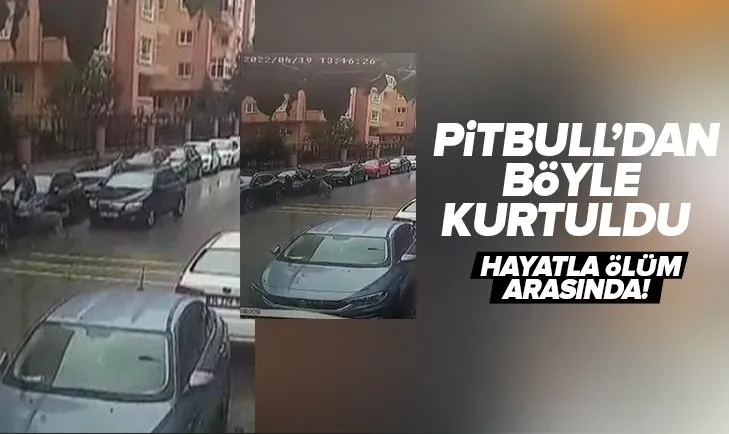 Ölümle buruna buruna geldi! Pitbull saldırısından aracın üzerine çıkarak kurtuldu