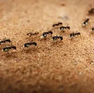 Evleri istila ediyorlar! İşte karıncalardan kurtulmanın 3 yolu