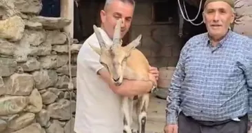 Yaylada bitkin halde bulundu! Bakıma alındı